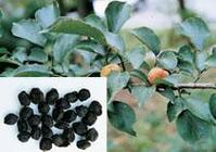 ������÷�����С��Ϻ�÷����֦÷��ΪǾޱ����Ҷ��ľֲ��÷��Prunus mume���Ľ������ʵ�����̻�Ѭ�ƶ��ɡ�������÷����ˮ��ɹҹ����10�պ��а�˪�γɣ�������˪÷���书Ч���ƣ��˼���ͬ�����ִ��о�����÷��÷��֭�к��ض�����ƽ��٣���ˣ���Ҫ���ڷ����ż�������ҩ����ʳ֮��÷���к��������ܴٽ����䶯����˱���֮����ʳ֮��÷���к������л��ᣬ�и��Ƹ�����ܵ����ã��ʸβ�������ʳ֮��÷���е�÷�������Ѫ�ܣ��Ƴ�Ѫ��Ӳ�������з��Ͽ�˥���á�
[�༭����]��ֲ����̬��
������ҶС��ľ���ľ��Ҷ��������Ҷ1�ԣ����䣻ҶƬ�����λ����Σ���6��8cm,��3��4.5cm���ȶ�β״���⡣��������2�����Ҳ֦�ϣ���Ҷ���ţ���ɫ���ɫ���������̣�����5���ӷ��ܱ���ë���˹����Σ�����ʱ��ɫ��
[�༭����]��ҩ����״��
�����ʱ�Բ�λ򲻹������Σ�ֱ��1.5��3cm�������غ�ɫ���ں�ɫ��������ƽ��������Բ�ι����ۡ��������������ɰ��롣���˼�Ӳ����Բ�Σ��ػ�ɫ�������а��㣬����״�������ں�����ɫ����һ����ζ���ᡣ
����[��ζ�龭]�ᡢɬ��ƽ����Ρ�Ƣ���Ρ��󳦾���
[�༭����]����Ч��
����ֹк����ֹ�ȣ����ף�����ֹѪ�����Σ�ɬ�������ڷ���ÿȣ������������������ʣ�����Ż�¸�ʹ�������׳�֢��
����[��ʳ]�������ȿڿʣ�θ��ʳ�٣�θ��ȱ��(����ή����θ��θ�������)������������������������֮��ʳ�ã������и����������ʳ�ã����˵����׳���ʳ�á������ļ���ɰ�Ǽ�ˮ������÷�������������������ֹ�ʡ�����Ϣ����ʳ�ס�����÷�����£��µ������и�����֮�����������±ࡷ������÷ֹ����ű��ÿ����Ч����
����[��ʳ]��ð���ȣ����Զ�̵������Ʀ��֮�˼�ʳ�����������׵ĳ��ڼ�ʳ����Ů�����¾����Լ����и��˲�ǰ�����ʳ֮�� �˼ɡ���ʵа�߼ɷ���
�������ջ��ӱ��ݡ���������˹ǣ�ʴƢθ�����˷��ȡ��������ݾ��衷�������˶�ʳ����ʹ��������ɢ���̼�֮���������䱾�ݡ�����ű�������߽��á�������Ϣ����ʳ�ס�������ʳ��ݣ���̵���𣬷�̵�ԣ�����Ʀ�������������ĩ�壬Ů�����δ�У�����Ů���ڣ���ǰ�����𶻺󲢼�֮������ҩƷ���塷�������Գ�����ʵ���٣��ظ�
b8f
�ƣ���������а������֮����
[�༭����]��ҩ�����á�
����1.�Ի׳������ ��÷�Ի׳�����˷ܺʹ̼��׳���˵����á��罫��÷����������л׳��1%��ˮ��0.1%̼��������Һ�ڿɼ��׳���ǿ������ͨ��θ�ܸ�����÷���50g���ռ���ĵ�֭�������������£����׳����һֱ��0.3-0.5cm�Ľ����ڣ������ܷ���38���ˮ���ڣ��ӻ׳�ͷ������ڵ����ռ��ĵ�֭������ɼ��󲿷ֻ׳�ӹ��ں��ˣ��еĻ׳�ͷ�ӹ����˳���Ҳ�б�����223����ҩ��ˮ��ȡҺ�������飬ɸѡ����ɱ�������õ�ҩ�������÷��Ч�� 
����2.����ԭ�������� ����ɸѡ���֣���÷�Զ����²������������ã��������˾����󳦸˾����˺��˾������˺��˾������տȸ˾�����Ĥ��˫����ȡ��Խ�˸˾�Ҳ�����������ã���һ���ÿ����������������ƻ�����йء���ĳЩ�²���������봯Ѣ����״��ƤѢ����ʯ����Сѿ������Ҳ���������á� 
����3.�������� ��÷���и������׿����ã��н�ǿ���׿��ɼ��������������᳦�������Ļ��ԣ��ѷ��������Գɷ���5-�Ǽ׻�-2-��ȩ���Ե�����÷����ڷ�����΢�������á��������飬��÷�����ӹ�����JTC-26�����������ã���������90%���ϡ�С��õ�廨�������������÷�����߹�������ǿ���á�