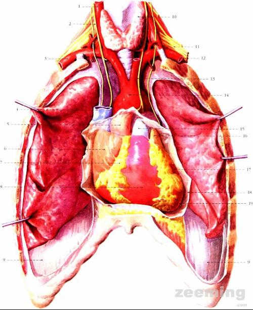 ,λһ˵λǻ֮,Լ2/3,1/3Ҳ,ļǰ·ͶӰλ,൱5߼϶,Լ8״.
λú position and relations of the heart:
1Ҿܶ right common carotid artery 
2 right vagus nerve 
3¶ right subclavian artery 
4ǻ superior vena cava 
5 ascending aorta 
6Ķ right auricle 
7״ coronary sulcus 
8 right ventricle 
9 diaphragm 
10״ thyroid gland 
11۴ brachial plexus 
12¶ left subclavian artery 
13 left vagus nerve 
14 aortic arch 
15ζ pulmonary trunk 
16Ķ left auricle 
17 left ventricle 
18İ pericardium 
19ļ cardiac apex 
ͼ
